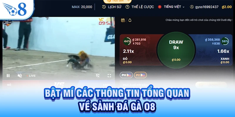 Bật mí các thông tin tổng quan về sảnh đá gà O8