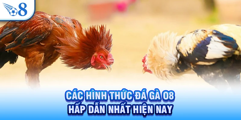 Các hình thức đá gà O8 hấp dẫn nhất hiện nay