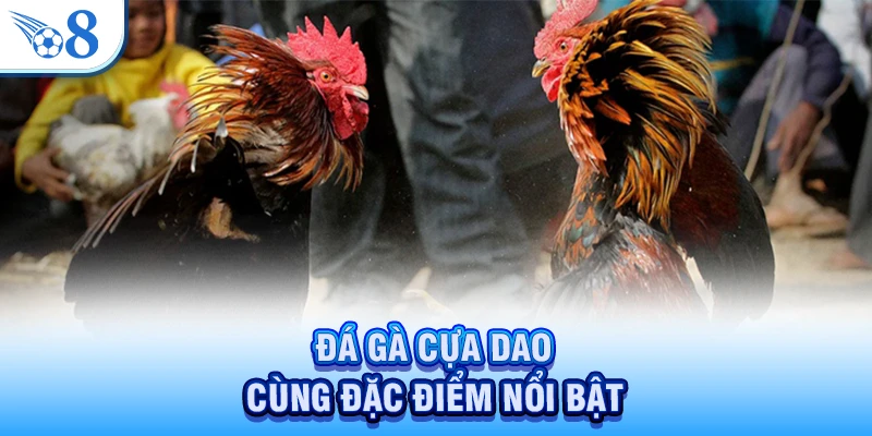 Đá Gà Cựa Dao - Trận Đấu Phân Thắng Bại Chỉ Trong Vài Giây 2 Đá gà cựa dao cùng đặc điểm nổi bật