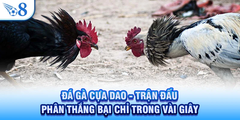 Đá gà cựa dao