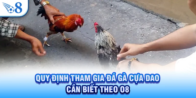 Đá Gà Cựa Dao - Trận Đấu Phân Thắng Bại Chỉ Trong Vài Giây 3 Quy định tham gia đá gà cựa dao cần biết theo O8